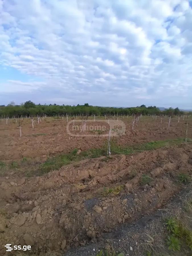 Land For Sale. Senaki view 5