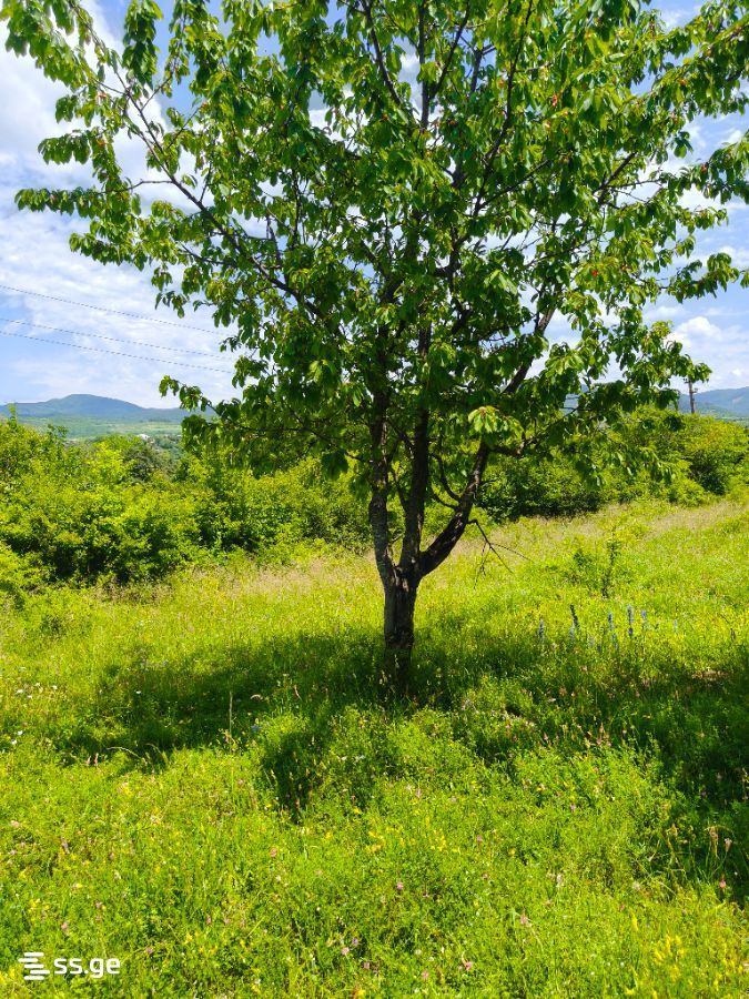 Land For Sale. Navdaraantkari view 8