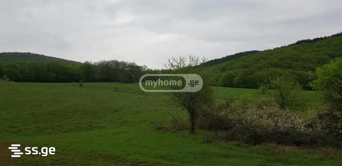 Land For Sale. Orbeti view 2