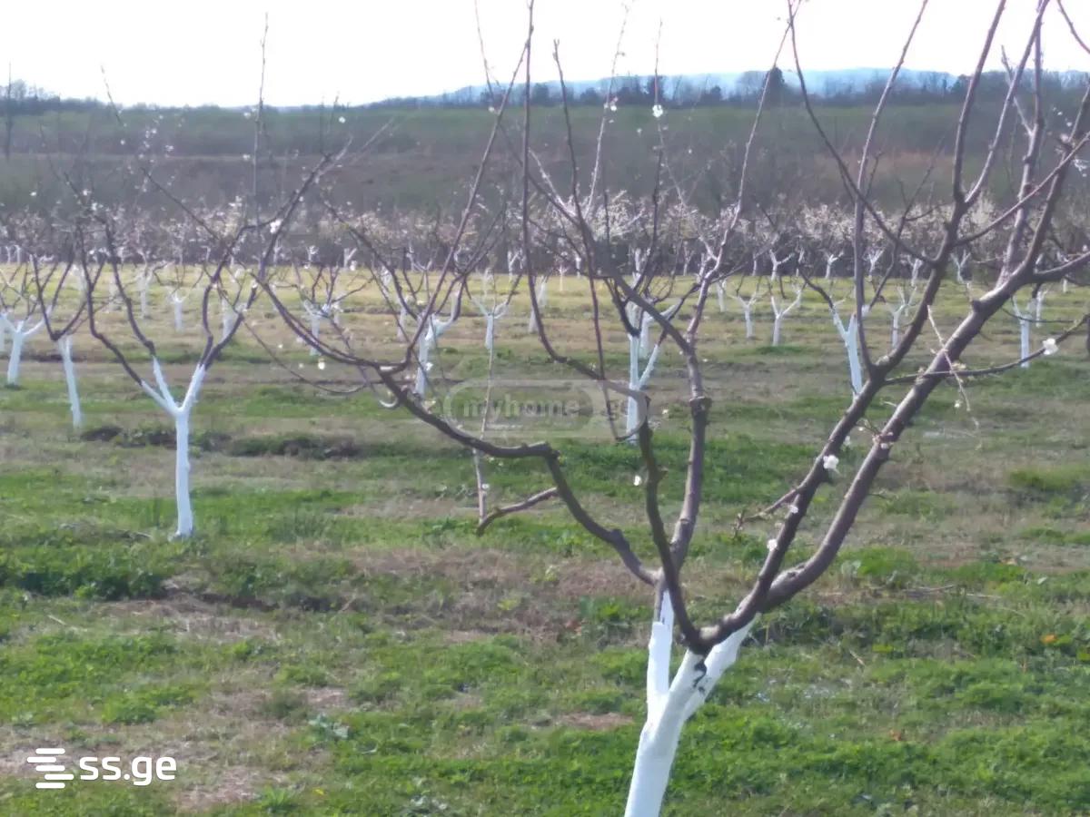 Land For Sale. Senaki view 10