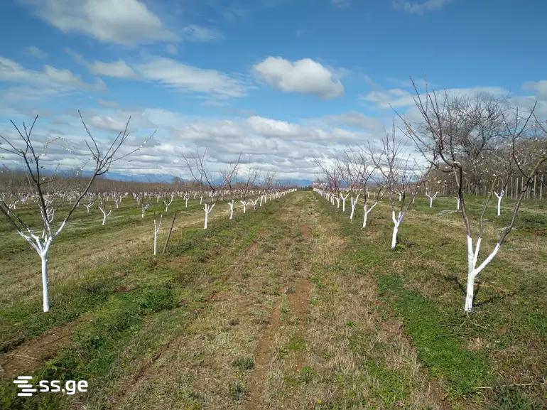 Land For Sale. Senaki view 9