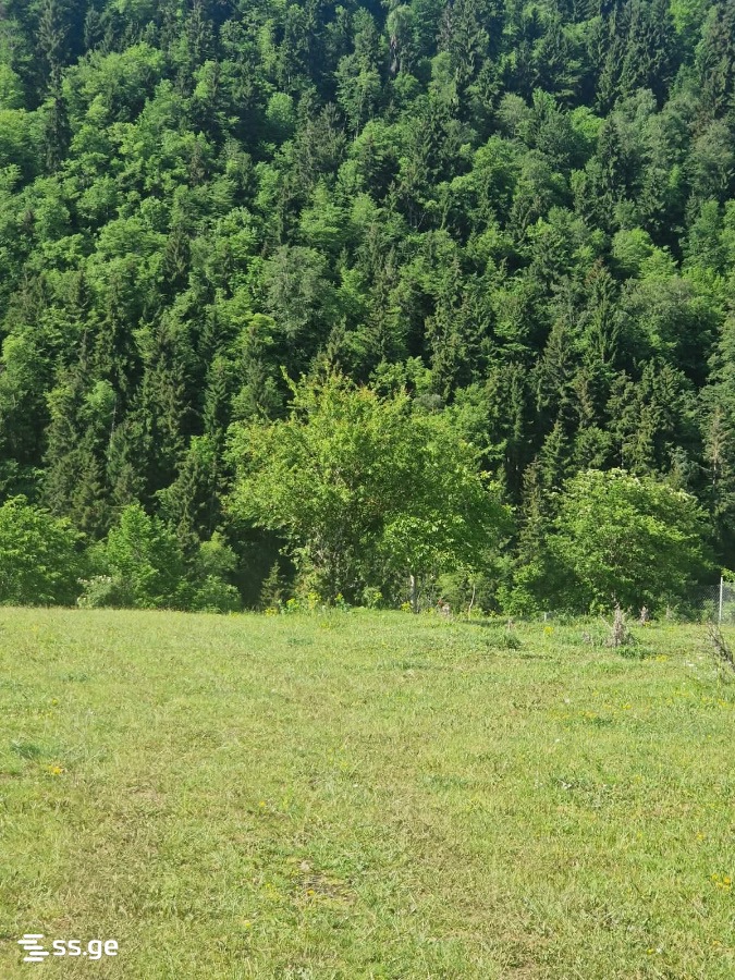 For Sale Sasoplo-Sameurneo Land Plot Borjomshi view 13