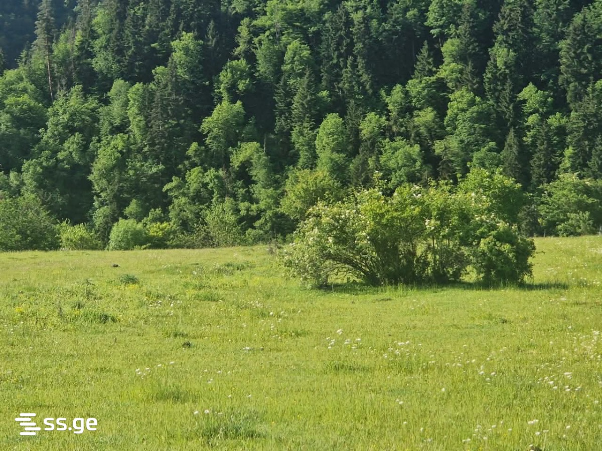 For Sale Sasoplo-Sameurneo Land Plot Borjomshi view 14