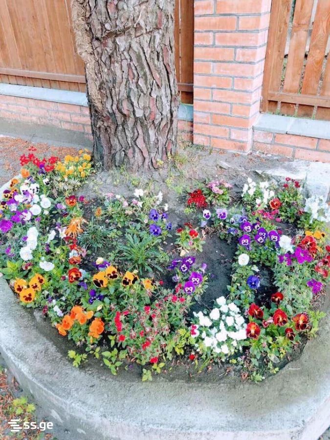 6 Room Private House Daily Rent. Grigoleti view 11