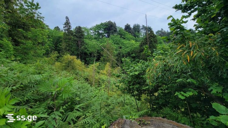 Land For Sale. Tsikhisdziri view 4