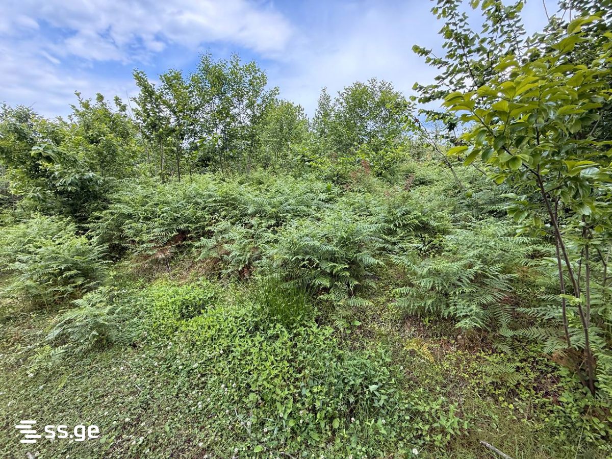 Land For Sale. Kobuleti view 2