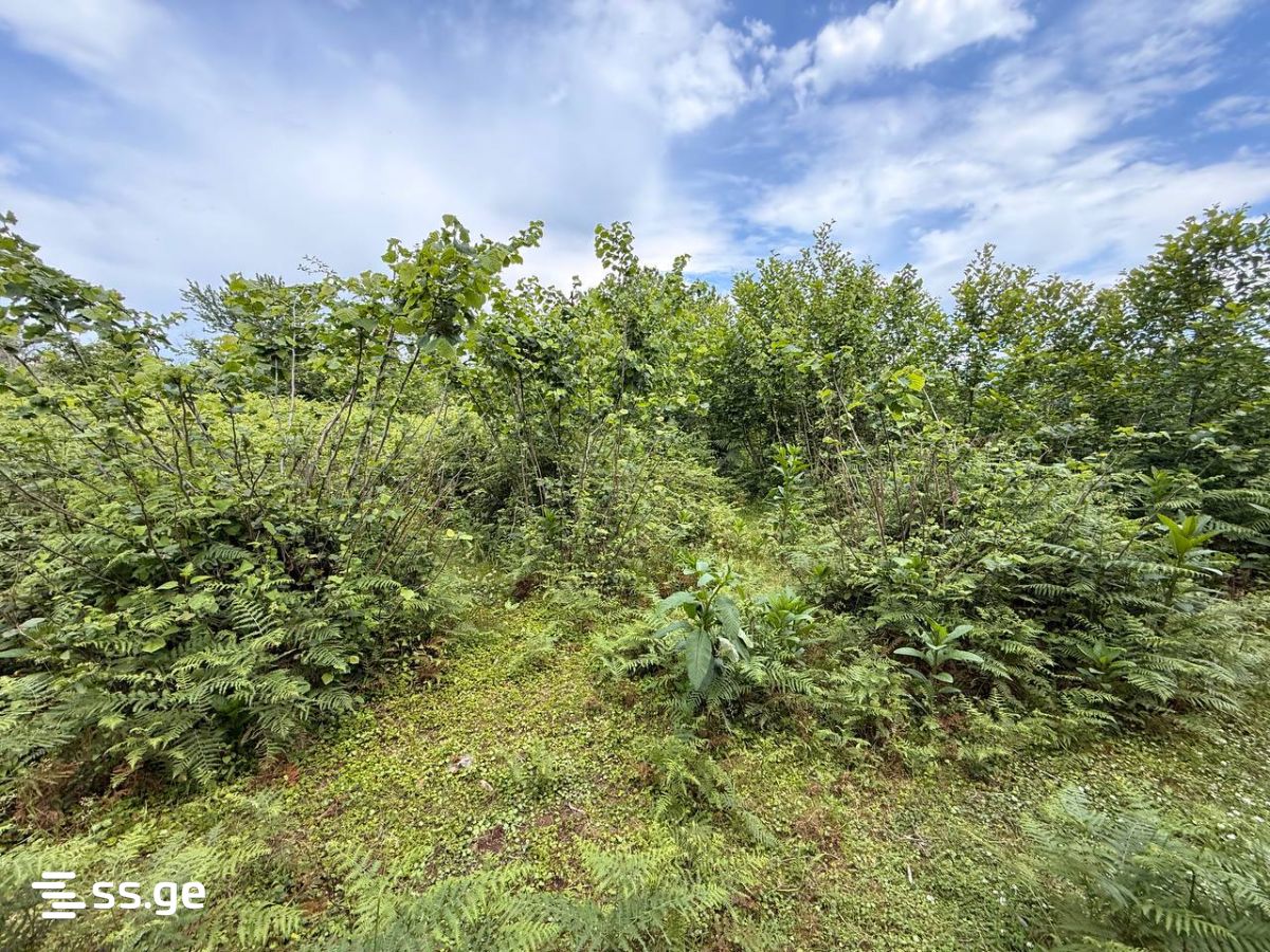 Land For Sale. Kobuleti view 1