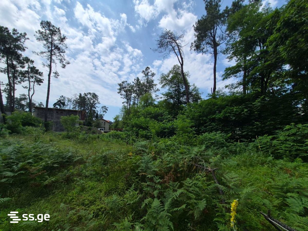 Land For Sale. Shekvetili view 8