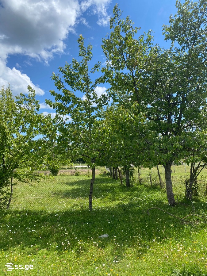Land For Sale. Tianeti view 4