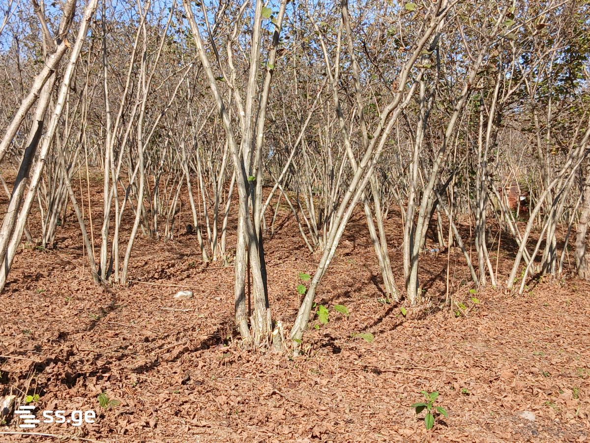 Land For Sale. Zugdidi view 7