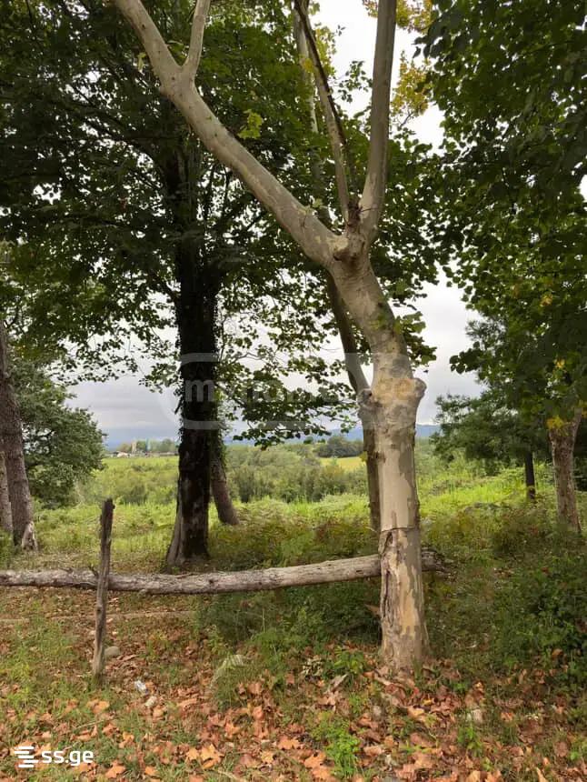 Land For Sale. Tskaltubo view 4