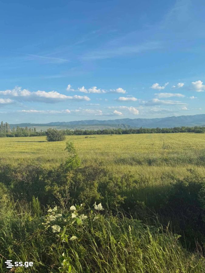 Land For Sale. Mukhrani view 6
