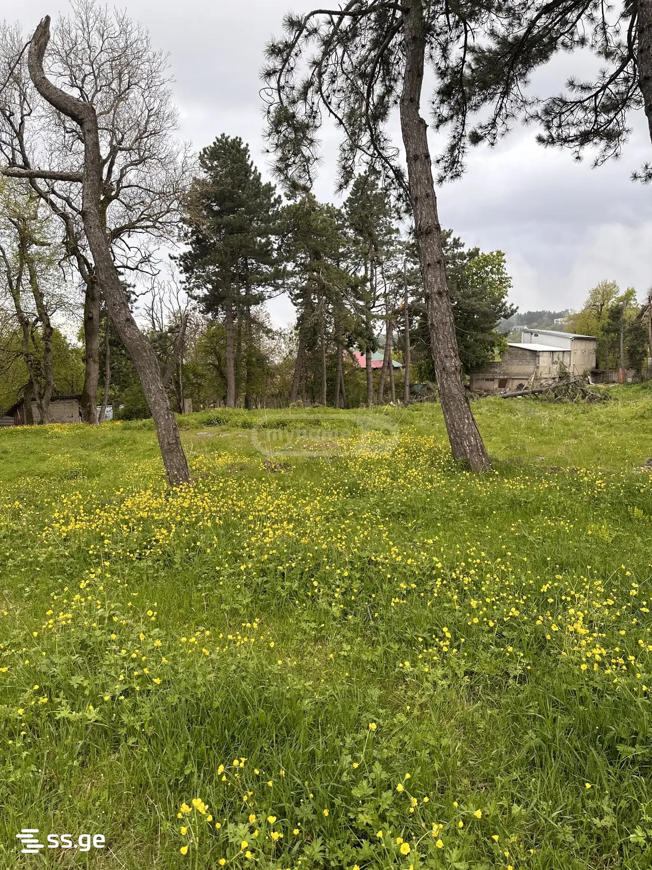 Land For Sale. Isani view 8