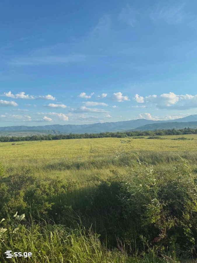 Land For Sale. Mukhrani view 2