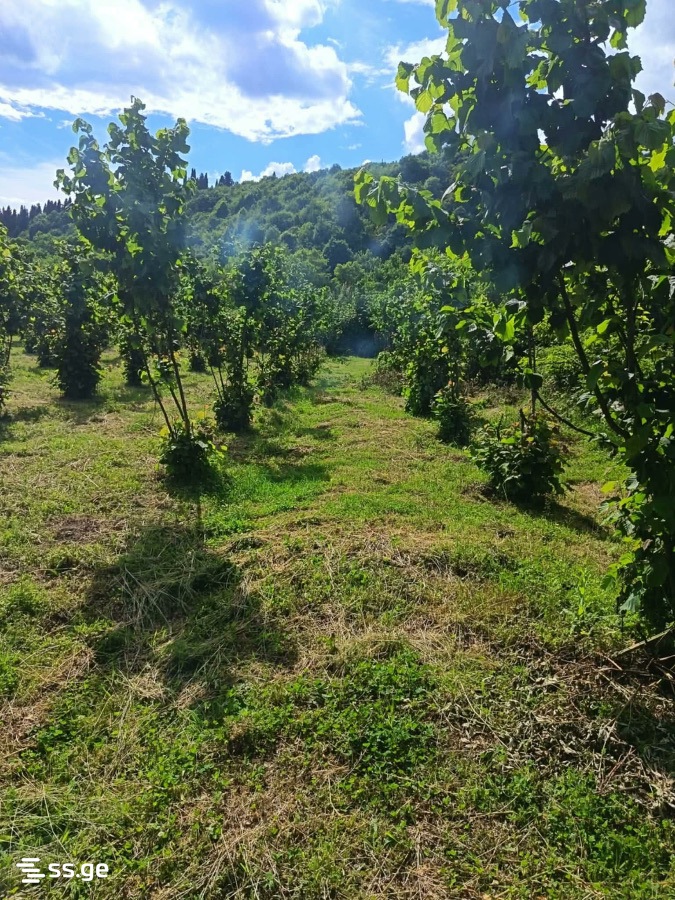 Land For Sale. Lagodekhi view 4