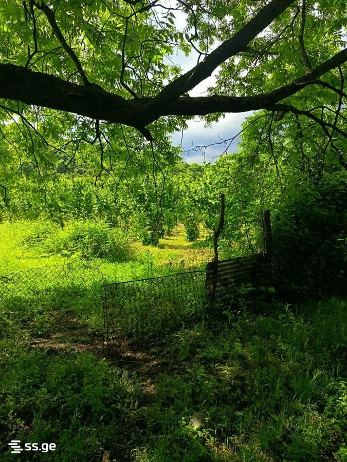 Land For Sale. Lagodekhi view 3