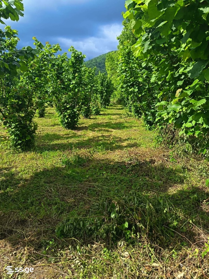 Land For Sale. Lagodekhi view 6