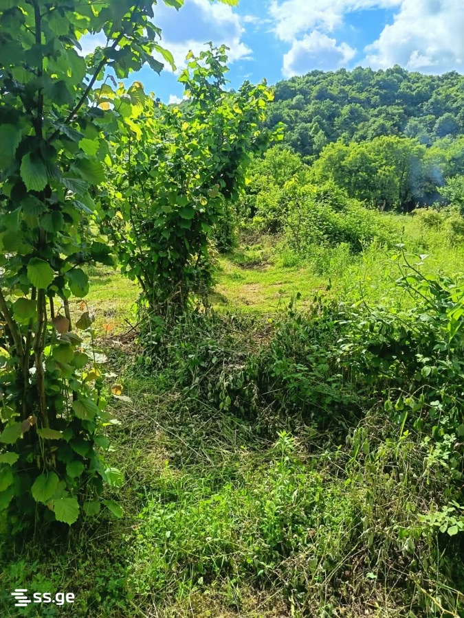 Land For Sale. Lagodekhi view 5
