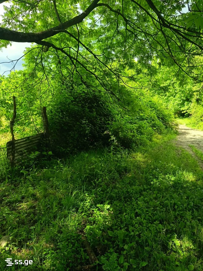 Land For Sale. Lagodekhi view 2
