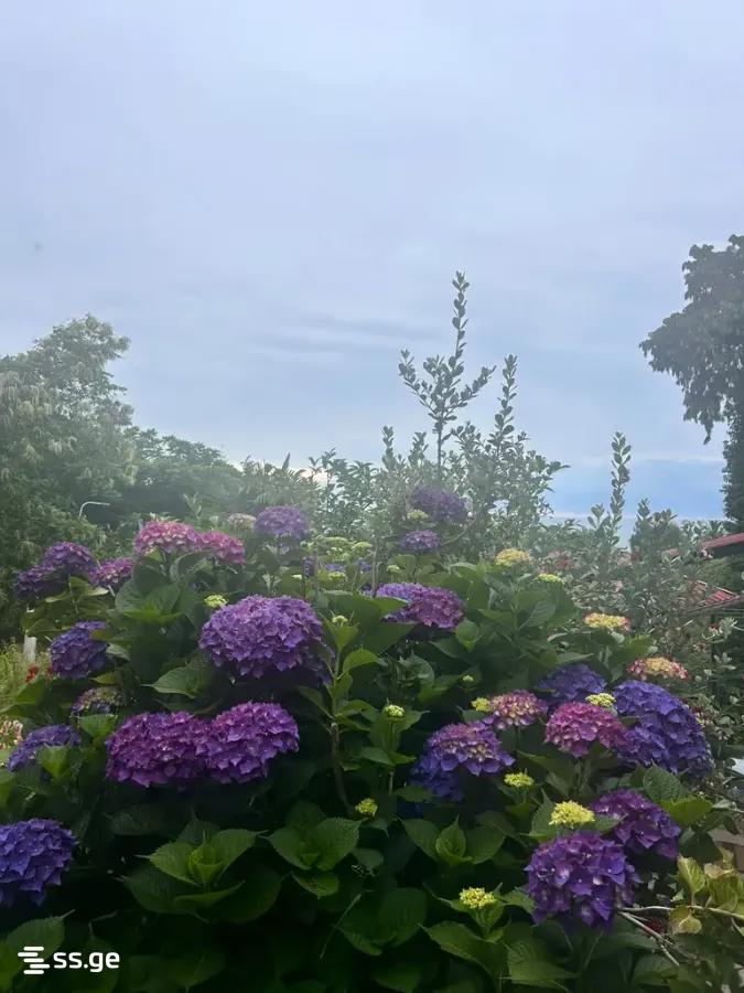 For Rent 1 Room Apartment view 44