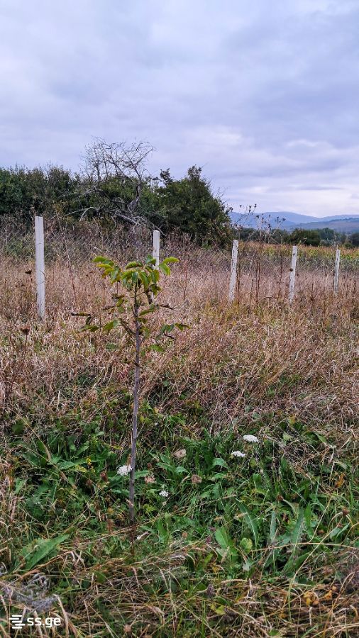 For Sale Sasoplo-Sameurneo Land Plot Tianetis Munitsipalitetshi view 18