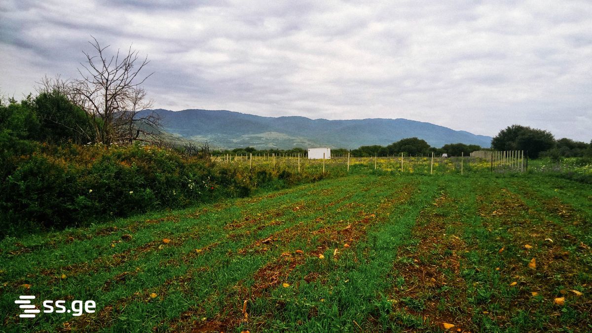 For Sale Sasoplo-Sameurneo Land Plot Tianetis Munitsipalitetshi view 15