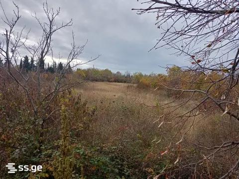 იყიდება მიწა გურჯაანიში view 1