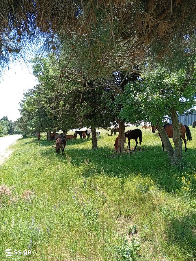 Land For Sale. Norio view 4