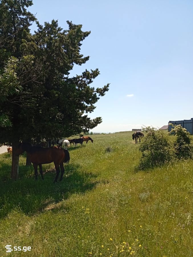 Land For Sale. Norio view 2