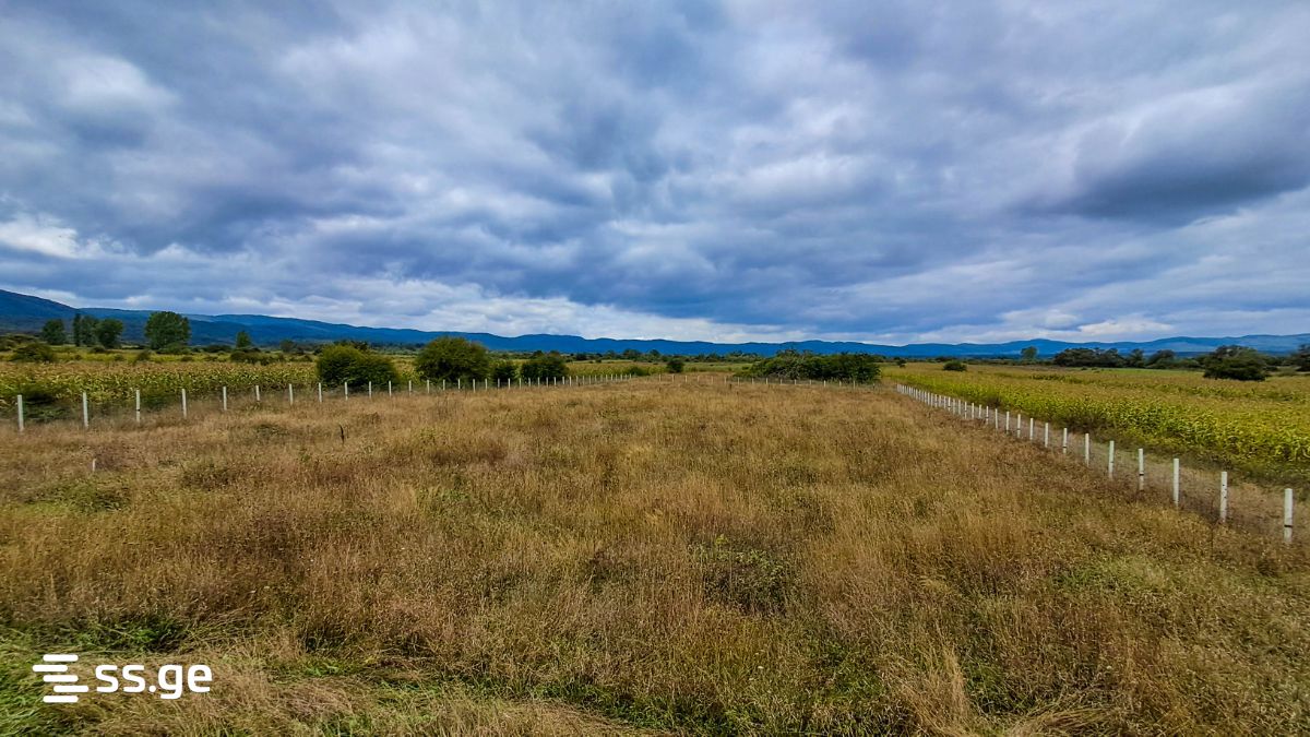For Sale Sasoplo-Sameurneo Land Plot Tianetis Munitsipalitetshi view 17