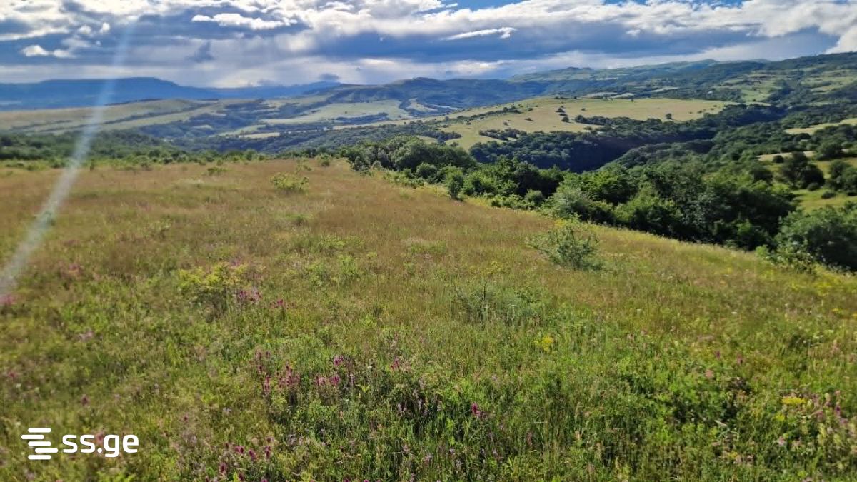 Land For Sale. Orbeti view 3