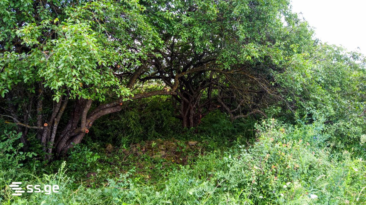 For Sale Sasoplo-Sameurneo Land Plot Tianetis Munitsipalitetshi view 13