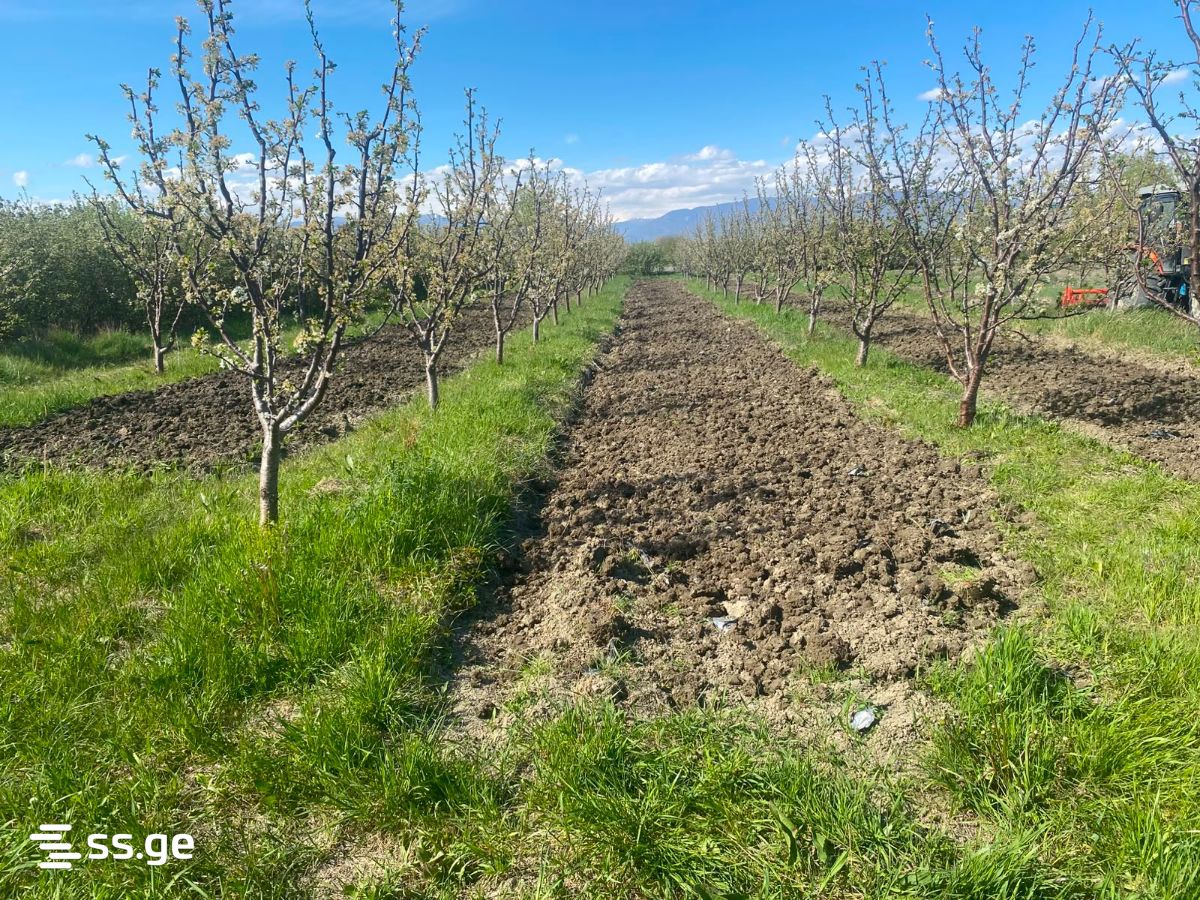 Land For Sale. Gori view 4