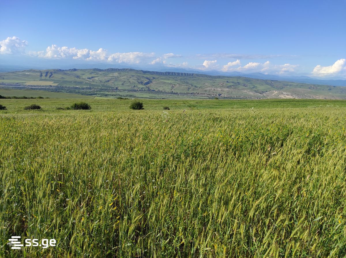 Land For Sale. Gori view 2
