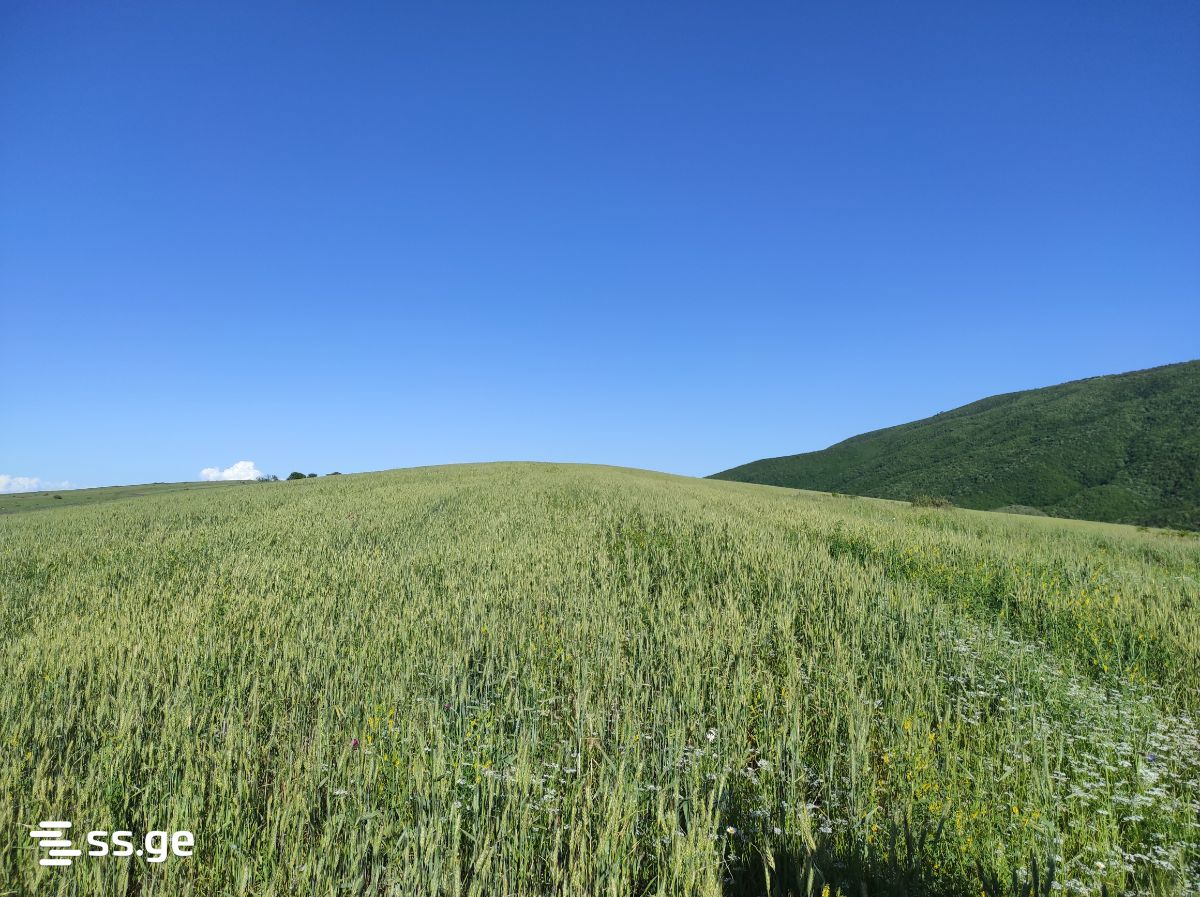 Land For Sale. Gori view 1