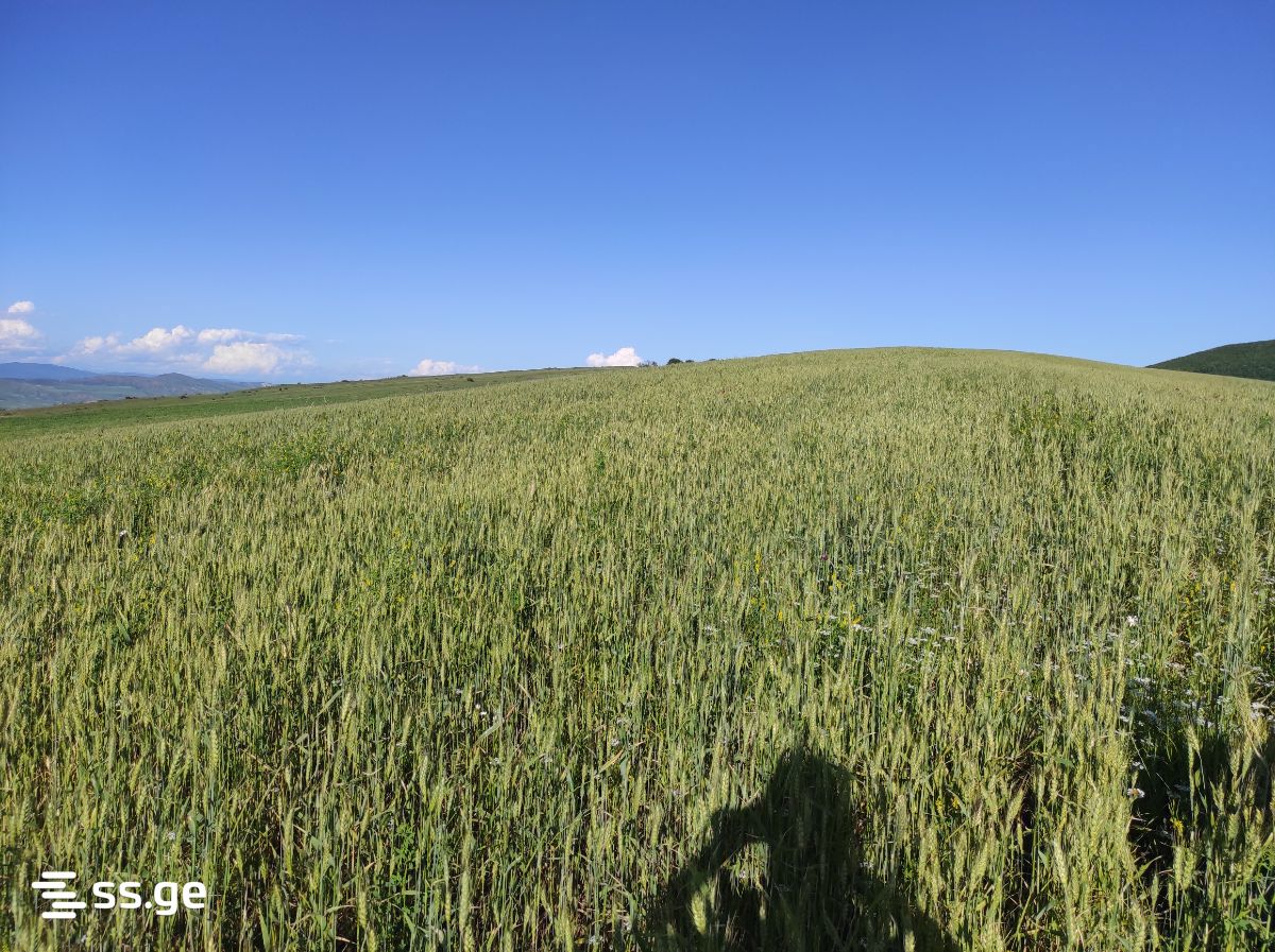 Land For Sale. Gori view 3