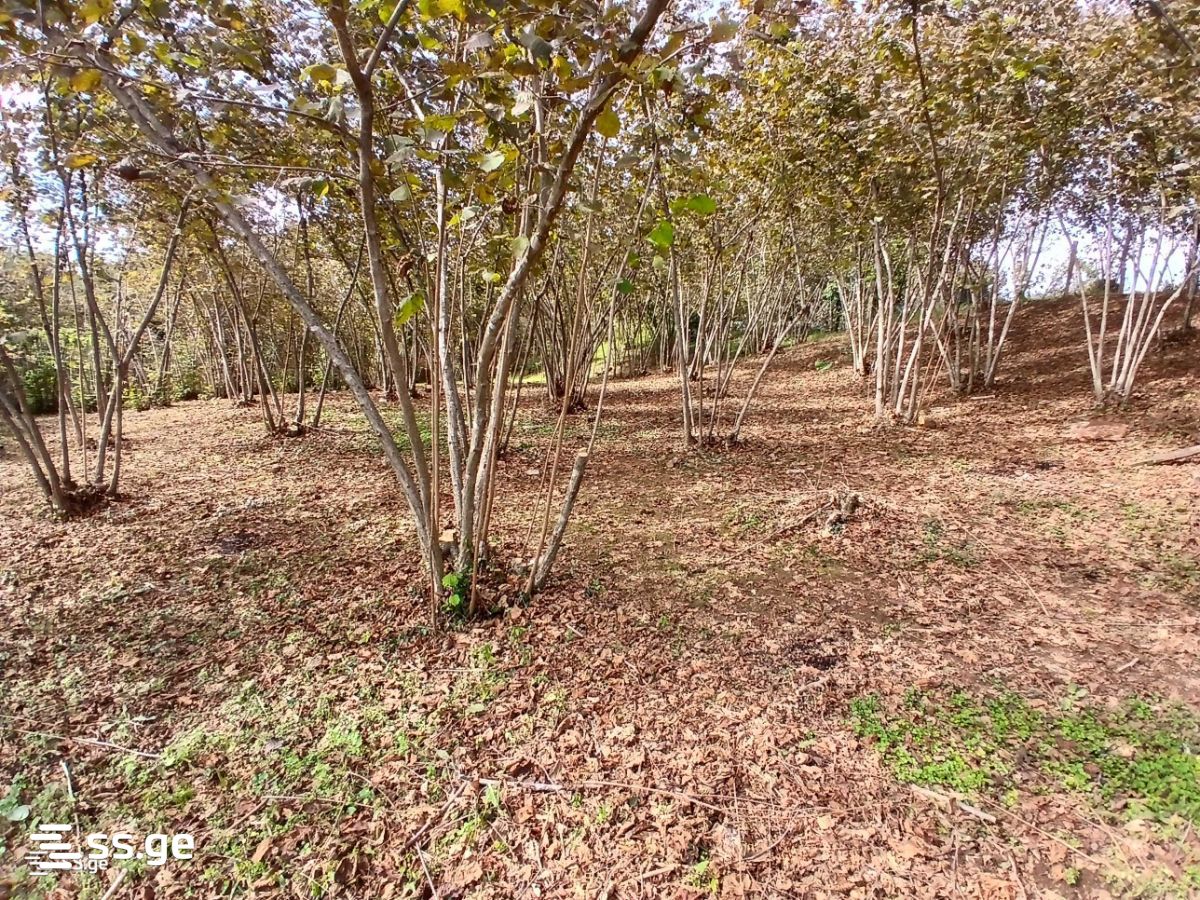 Land For Sale. Zugdidi view 12