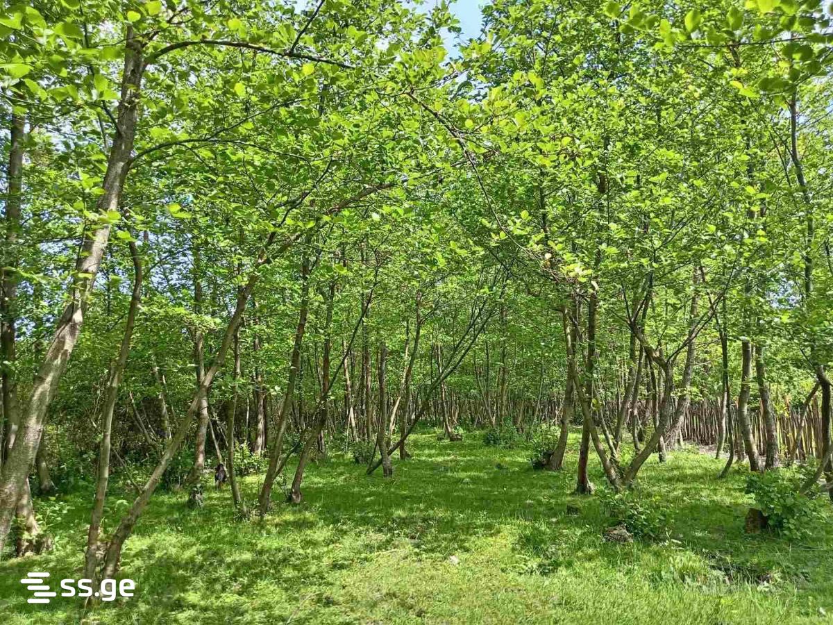 Land For Sale. Samtredia view 1