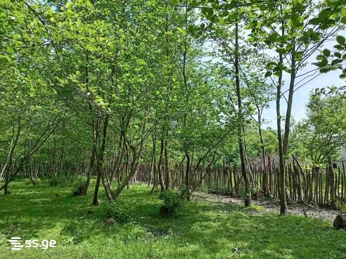 Land For Sale. Samtredia view 2