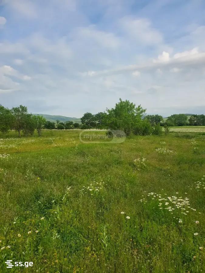 Land For Sale. Dusheti view 8