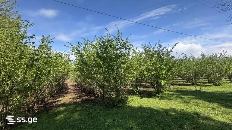 Продажа Земля в Зугдиди view 1