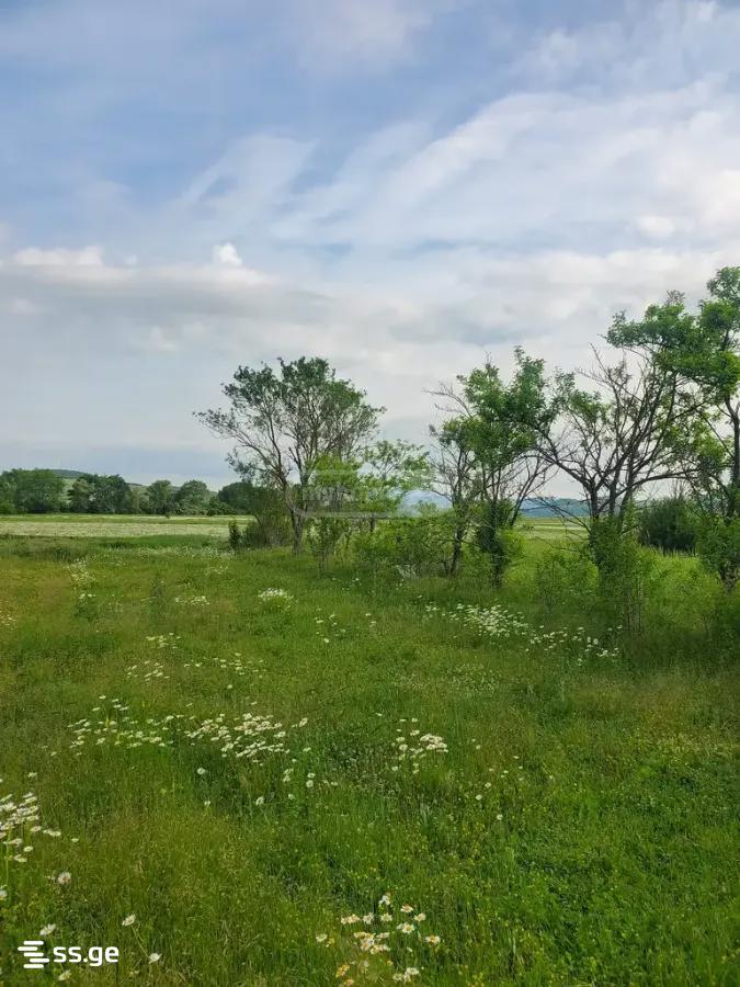Land For Sale. Dusheti view 3