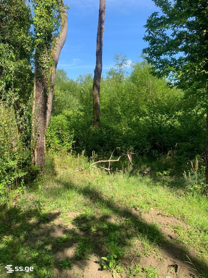 Land For Sale. Shekvetili view 4