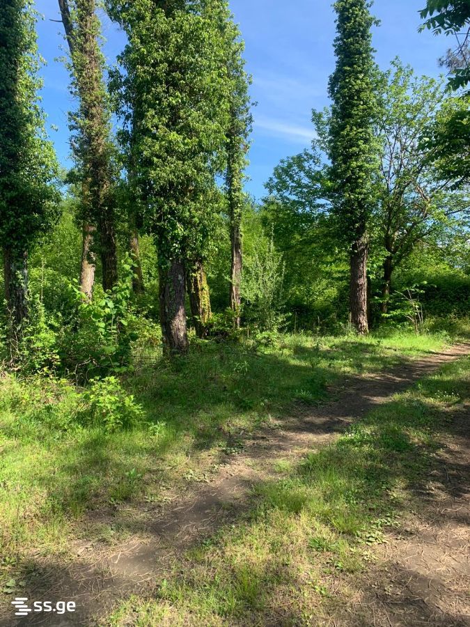 Land For Sale. Shekvetili view 3