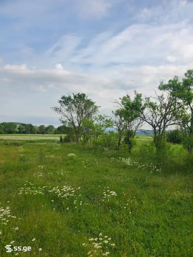 Land For Sale. Bazaleti view 1
