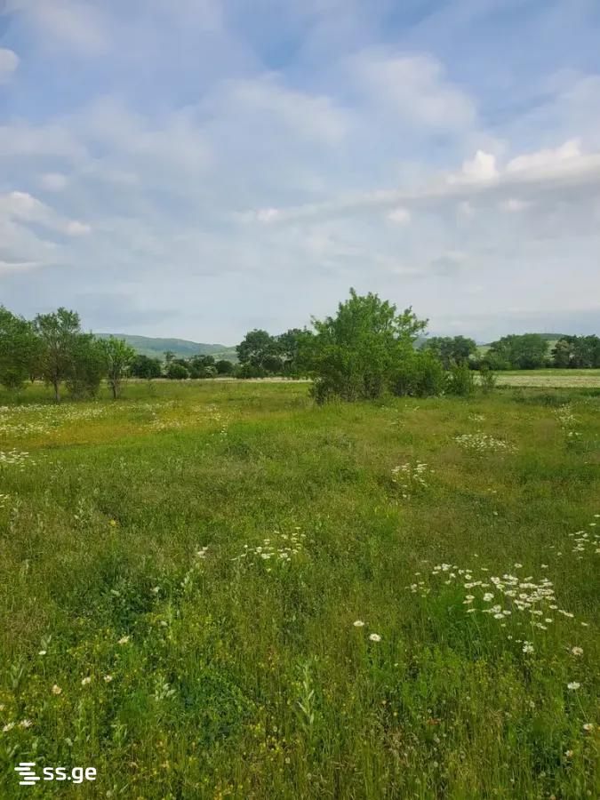 Land For Sale. Bazaleti view 5
