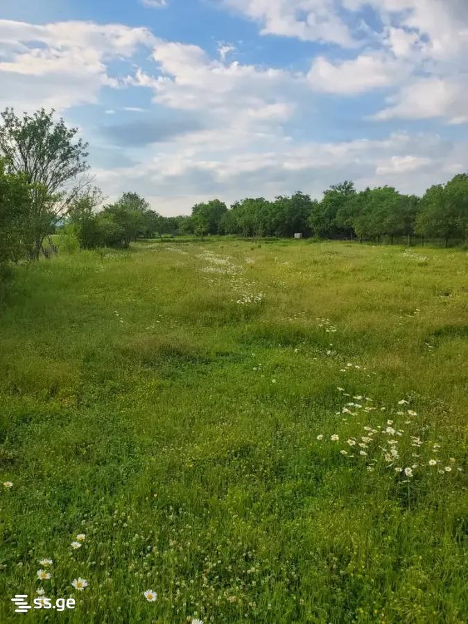 Land For Sale. Bazaleti view 2
