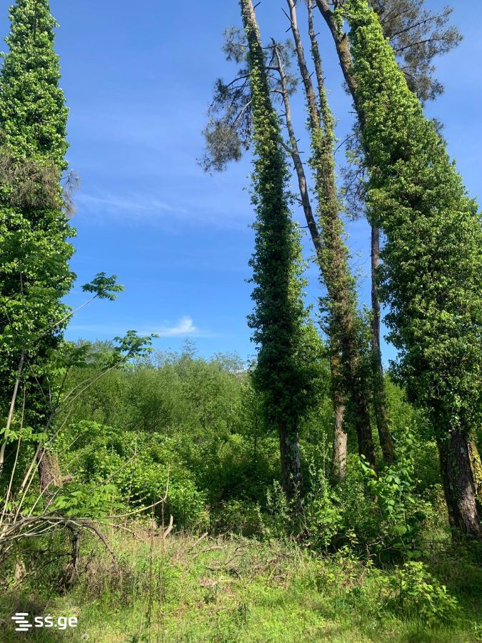 Land For Sale. Shekvetili view 1