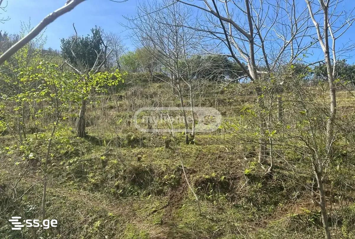 იყიდება მიწა გონიოში view 3