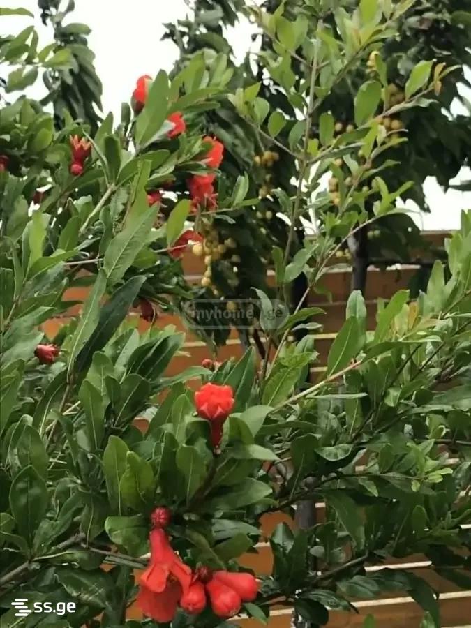 3 Room Private House For Sale view 10